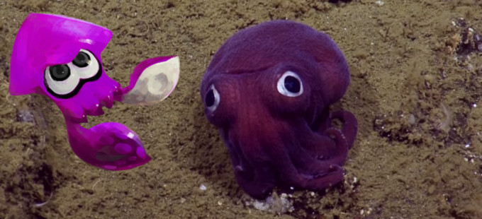 ¿Los Inklings de Splatoon descienden de este calamar?