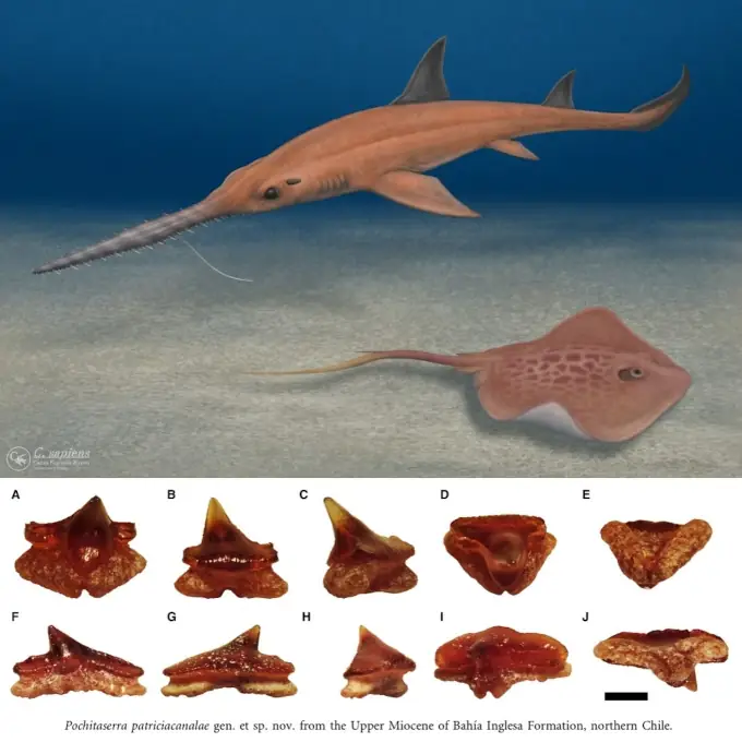 Chainsaw Man: Conozcan al Pochitaserra patriciacanalae, el tiburón sierra Pochita